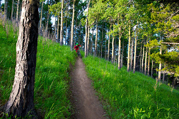 cross country andar de bicicleta de montanha - usa action adventure aspen tree imagens e fotografias de stock