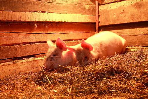 Two little pigs are lying on the straw in sty.
