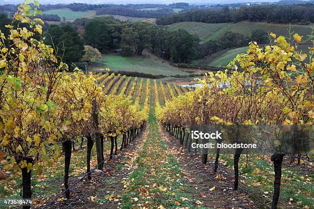Vines In The Adelaide Hills Stock Photo - Download Image Now - Adelaide, Hill, Autumn