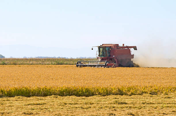Red combine cutting late summer rice in the Sacramento Valley in California with snowy egret