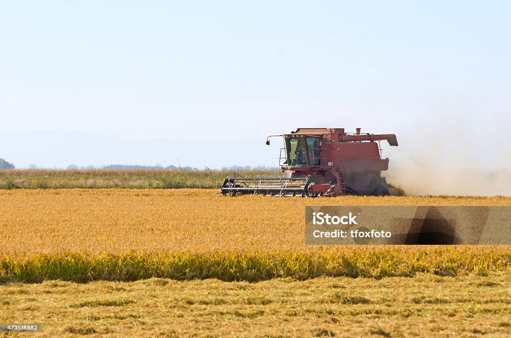 Combine cutting rice in Sacramento. Red combine cutting late summer rice in the Sacramento Valley in California with snowy egret Rice - Cereal Plant Stock Photo
