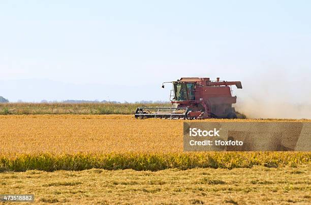 Combine Cutting Rice In Sacramento Stock Photo - Download Image Now - Rice - Cereal Plant, Rice - Food Staple, California