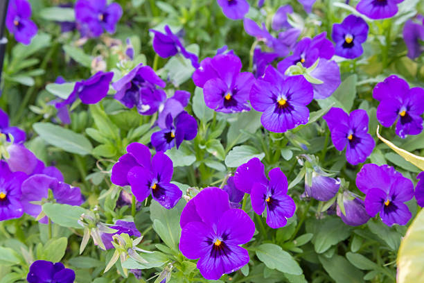 istock Purple Pansies in flower 473519110