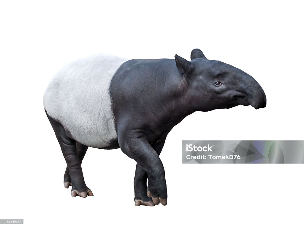 Tapir https://farm8.staticflickr.com/7359/16296725580_d686dde124_o.jpg Tapir Stock Photo