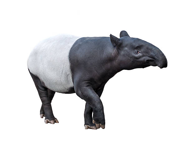 Tapir stock photo