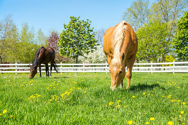 istock Two Horses Grazing In Spring Pasture 473519444
