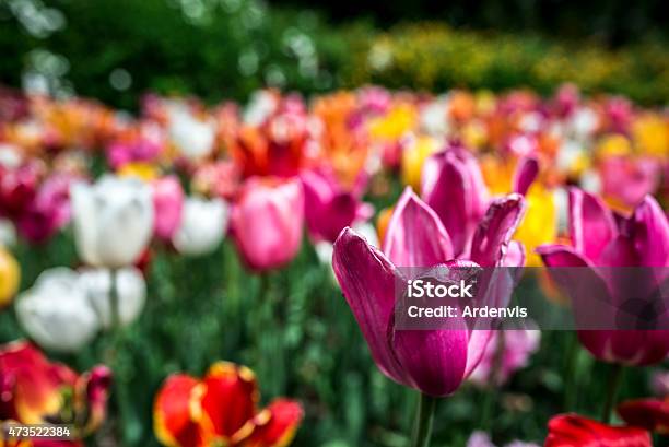 Tulipano Rosa Su Sfondo Colorato - Fotografie stock e altre immagini di 2015 - 2015, Aiuola, Arancione