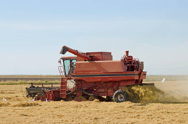 istock Combine cutting rice in Sacramento. 473522648