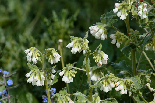 White flowers of a hairy wildflower growing to about a metre (three feet) in height. Common in England. Comfrey had medicinal uses. Here is a quote from 'GrandmotherÆs Secrets' by Jean Palaiseul: æA servant girl, on the eve of her wedding, prepared herself a bath containing a strong decoction of comfrey in order to recover her long-lost virginity.  Having omitted to inform her mistress of the purpose of this operation, the lady plunged into the same bath, and the results were such that her husband was not a little surprised to discover that his wife was a virgin once more.Æ .