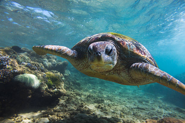 istock The green sea turtle (Chelonia mydas), Hikkaduwa. 473529568