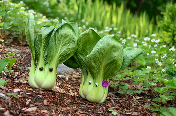 el sr. y sra. pak choy repollo pareja en el jardín - bok choy fotografías e imágenes de stock