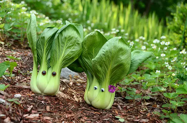 A happy couple of bok choy cabbages growing in an organic vegetable garden.