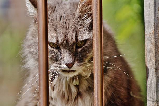 let-me-out.jpg?s=612x612&w=0&k=20&c=CZgGFJMKxAh1NlV2i2UChGel91tvaiNs9QtpJGNovig=