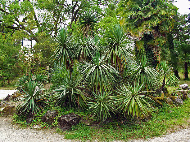 istock Sabal Palms kind in the arboretum 473539042