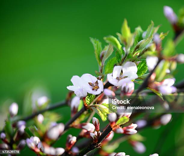 Decorative Plants In The Garden Stock Photo - Download Image Now - 2015, Beauty In Nature, Blossom
