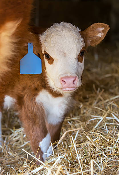 istock Young Hereford Calf Hiding By Mother Cow 473539782