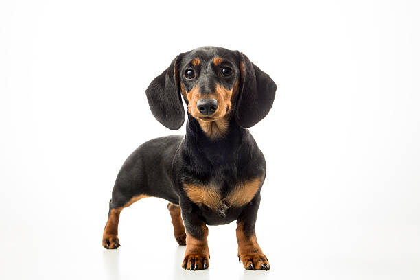 istock Mini Dachshund Puppy - adobe RGB 473542744