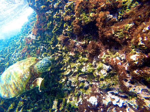 Hawaiian Sea Turtle swimming underwater stock photo