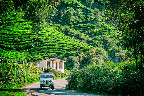 Munnar, Kerala, India - March 18, 2015. Mahindra vehicle driving amongst the tea plantations in Munnar, Kerala, India.