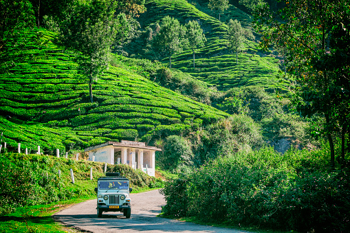 Munnar, Kerala, India - March 18, 2015. Mahindra vehicle driving amongst the tea plantations in Munnar, Kerala, India.
