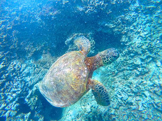 Hawaiian Sea Turtle Underwater stock photo