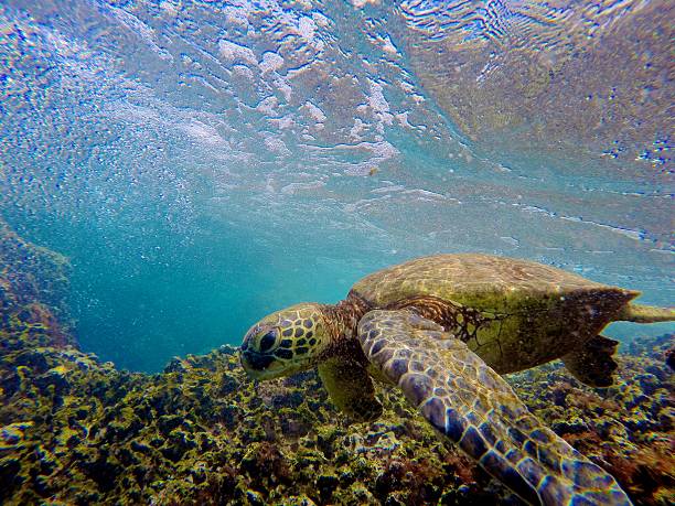 Endangered Sea Turtle in Hawaii stock photo