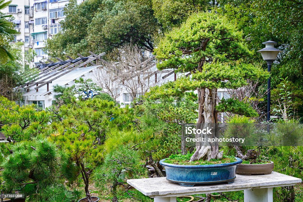 Bonsai Bonsai in early spring. Located in Gulin Park of Nanjing City, Jiangsu Province, China. 2015 Stock Photo