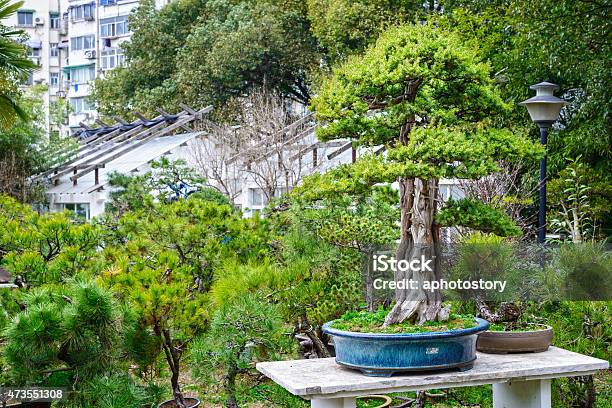Bonsai Stock Photo - Download Image Now - 2015, Agriculture, Architecture