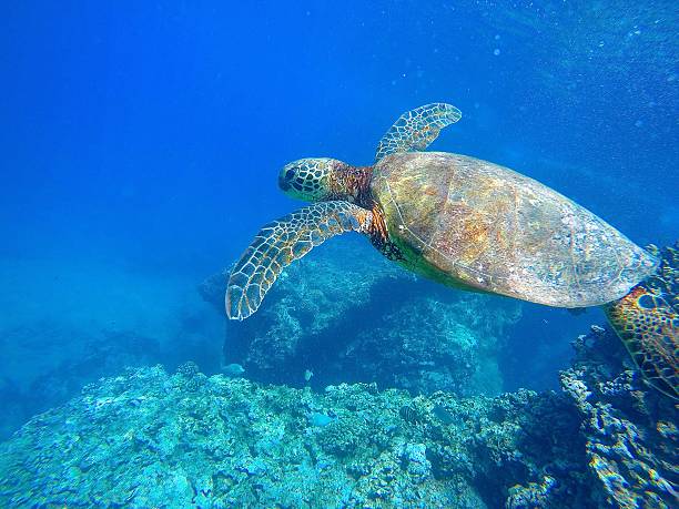 Hawaiian Sea Turtle Swimming Underwater stock photo
