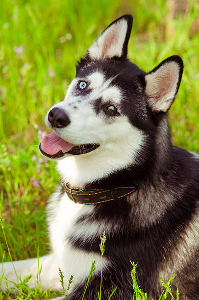 istock Husky dog on green grass 473551354