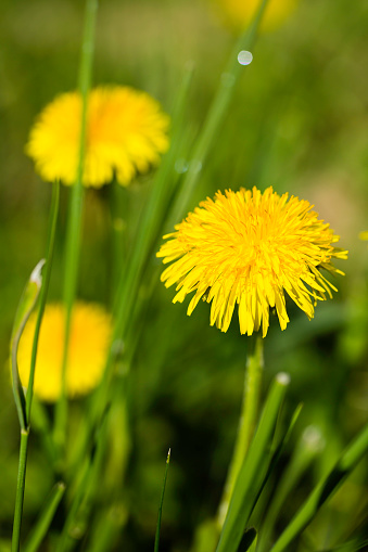 spring yellow dandelions on green meadow