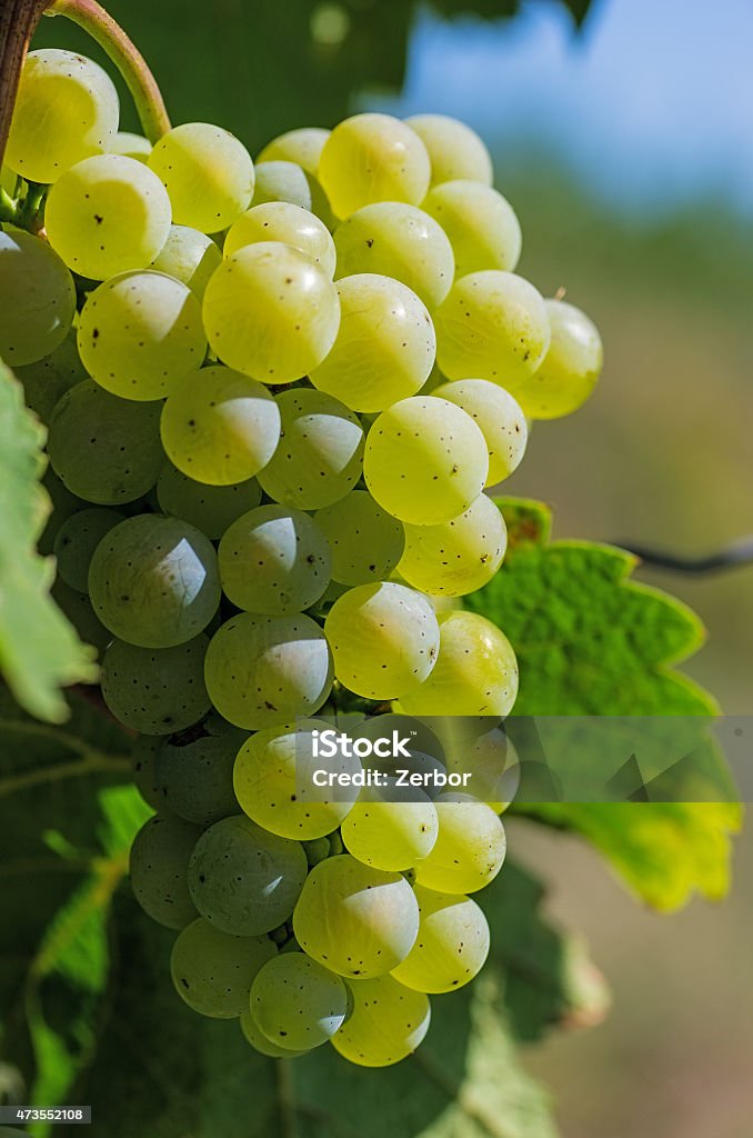 Grapes on the vine 2015 Stock Photo