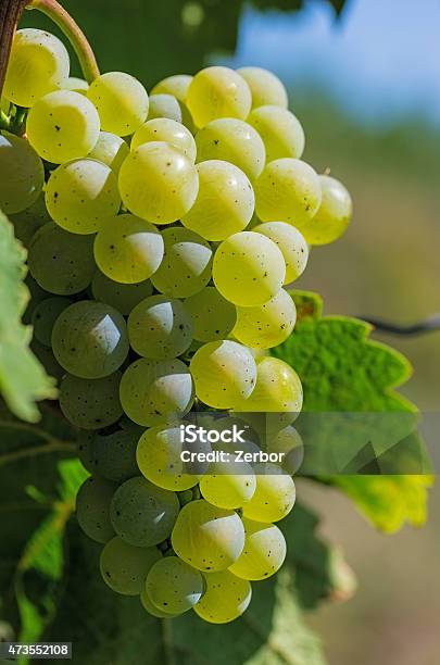 Grapes On The Vine Stock Photo - Download Image Now - 2015, Agriculture, Autumn