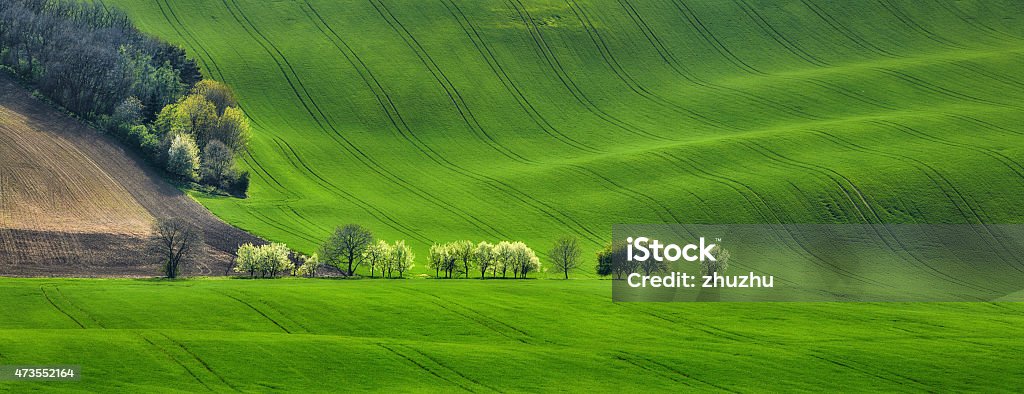 panorama of field waves with blossoming trees panoramic view of the field waves with blossoming trees, South Moravia, Czech Republic 2015 Stock Photo