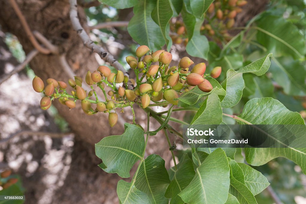 Close-up of Ripening Pistachio on Tree Close-up of ripening pistachio (Pistacia vera) nuts on tree. 2015 Stock Photo