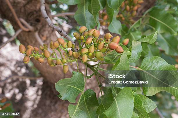 Closeup Of Ripening Pistachio On Tree Stock Photo - Download Image Now - 2015, Agriculture, Branch - Plant Part