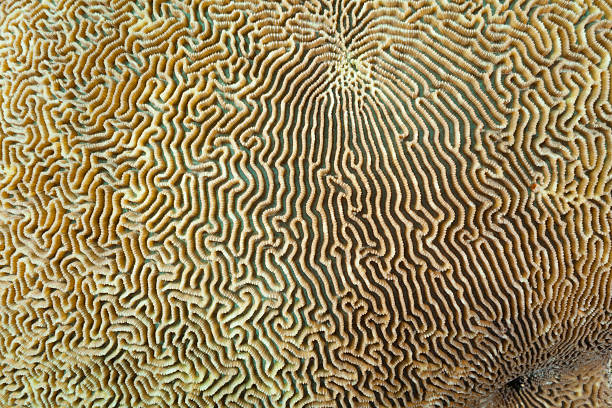 istock Large Part of Brain Coral Labyrinth, Raja Ampat, Indonesia 473553072