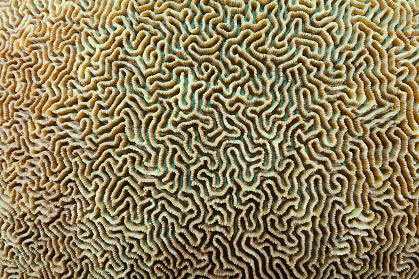 istock Part of Brain Coral Labyrinth, Beautiful Structure, Raja Ampat, Indonesia 473553074