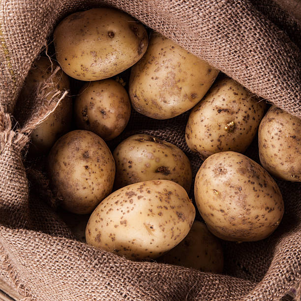 istock Harvest potatoes in burlap sack 473555730