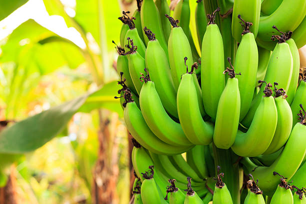 istock Bunches of banana 473556588