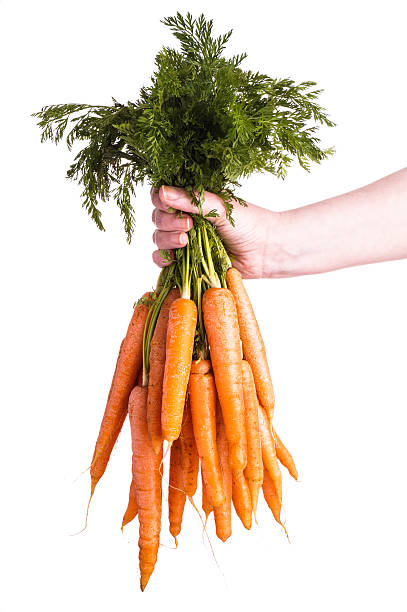 istock Hand holding Bunch of Carrots 473557020