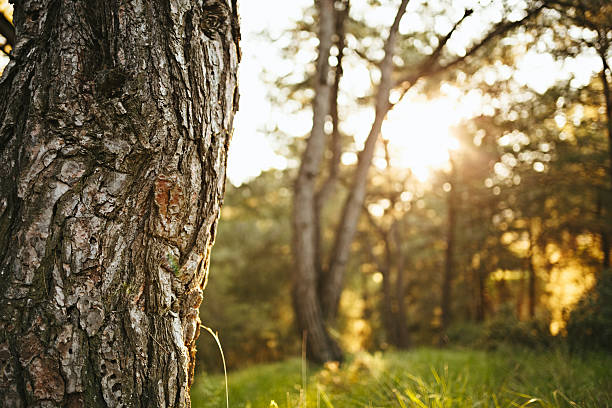 istock Close-up tree detail in forest 473558112