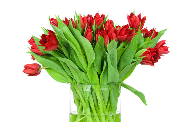 istock Tulips in the vase 473558842