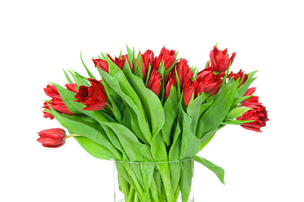 istock Tulips in the vase 473558872