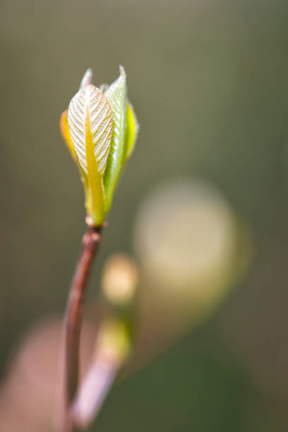 bud primavera foglie su un ramo della struttura ad albero - sky brightly lit branch bud foto e immagini stock