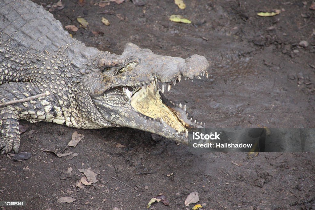 Sunbathing Crocodile Crocodiles - large aquatic reptiles that live throughout the tropics in Africa, Asia, the Americas and Australia. 2015 Stock Photo