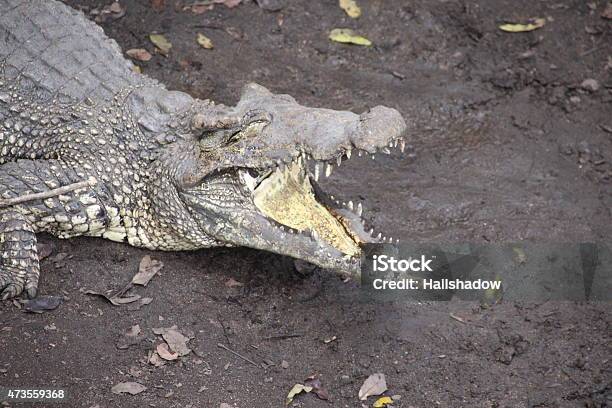 Sunbathing Crocodile Stock Photo - Download Image Now - 2015, Aggression, Animal