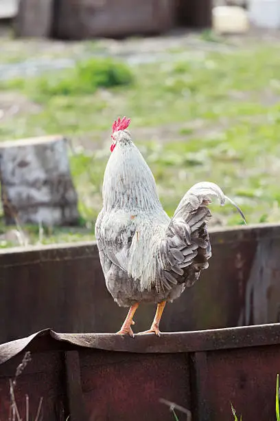 Adult white full grown rooster is standing on farmyard. Full grown rooster or Gallus gallus in Latin is sitting on high rusty metal perch to lookout for its hens. Cock is seeing predators nearby and crowing alarm call. Cockerel’s plumage is of white, beige and grey colors. Adult cock is with red combs, wattles and hackles. Back view of domestic bird on rustic poultry farmyard.