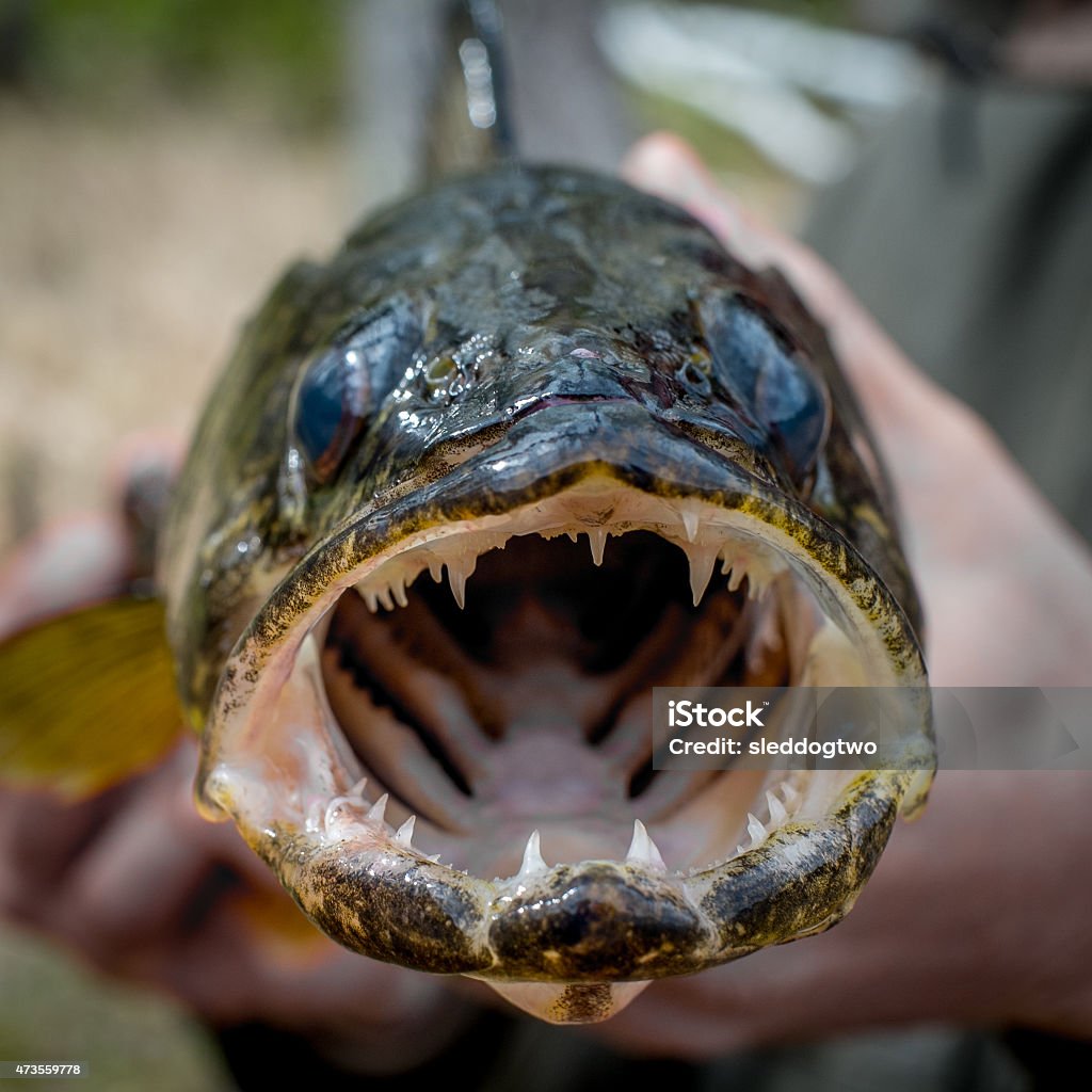 Walleye With Open Mouth Stock Photo - Download Image Now - Pike - Fish,  Walleye, Gill - iStock