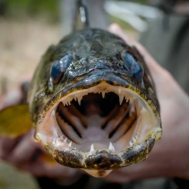 Photo of Walleye With Open Mouth